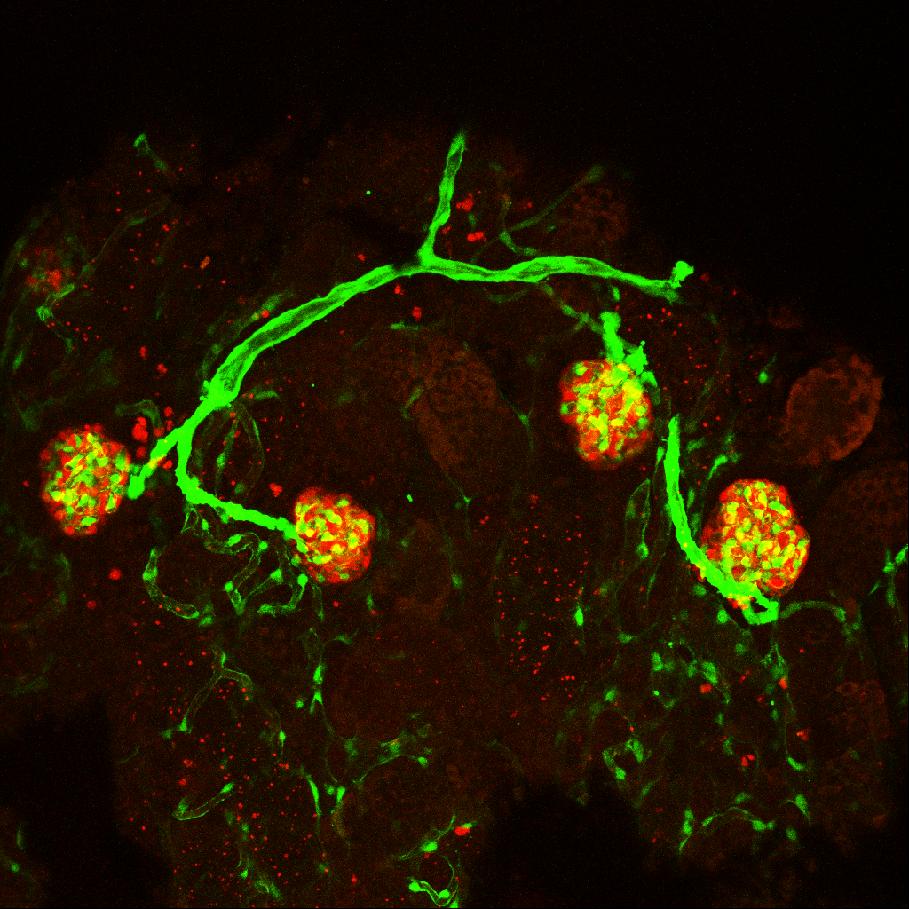 3D rendering of vasculature (green) and mesonephric nephrons (red) in flk1::GFP/pod::mCherry double-transgenic fish